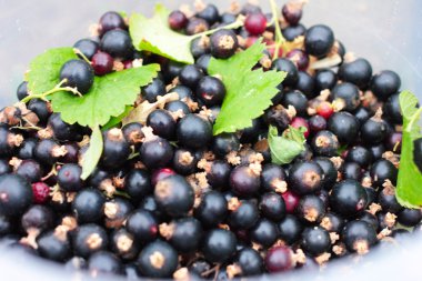 Siyah frenk üzümü