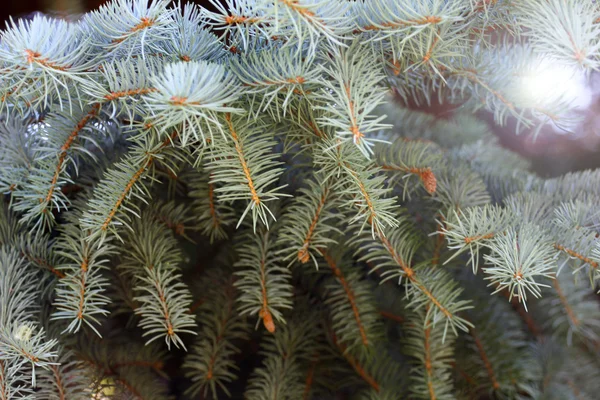 Abeto azul — Foto de Stock