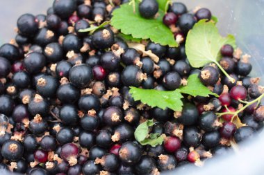 Siyah frenk üzümü