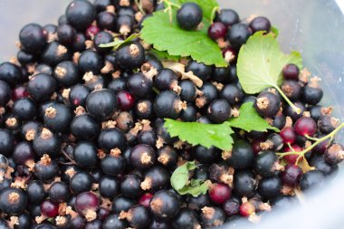 Siyah frenk üzümü