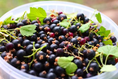 Siyah frenk üzümü