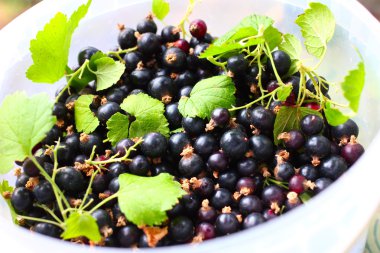 Siyah frenk üzümü