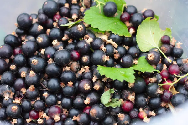 Schwarze Johannisbeere — Stockfoto