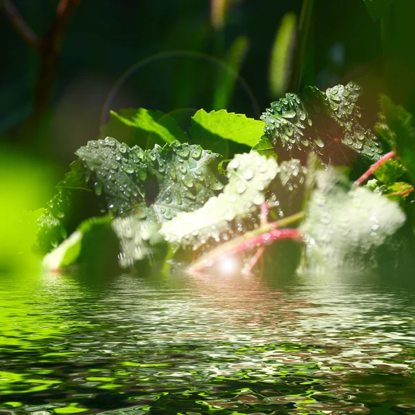 Вода і листя — стокове фото
