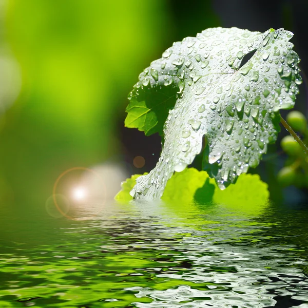 Wasser und Blätter — Stockfoto