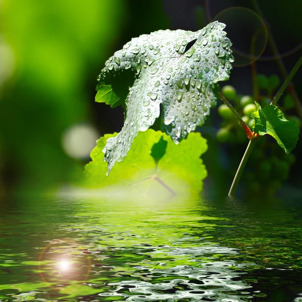 Wasser und Blätter — Stockfoto