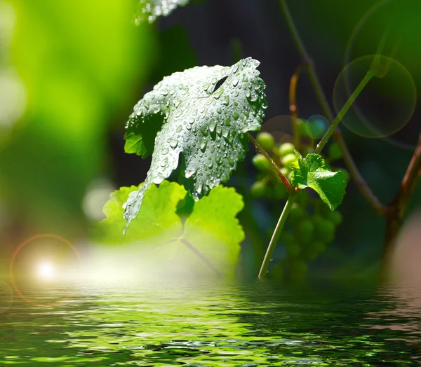 Wasser und Blätter — Stockfoto