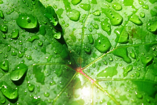 Wasser und Blätter — Stockfoto