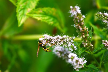 eşek arısı ve yeşil yaprak