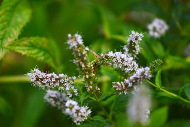 eşek arısı ve yeşil yaprak