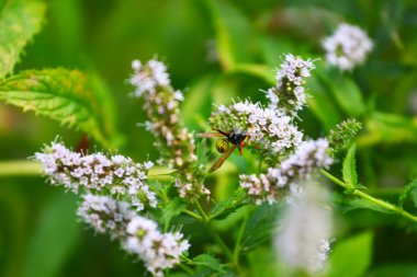 eşek arısı ve yeşil yaprak