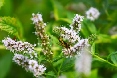 eşek arısı ve yeşil yaprak