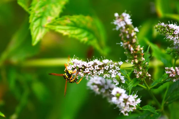 Wasp and green leaf — Stock Photo, Image