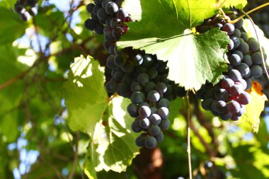 üzüm ve güneş ışınlarının