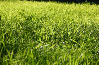 pasto y la luz del sol