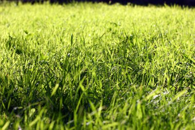 pasto y la luz del sol