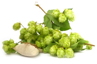 vahşi şerbetçiotu