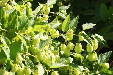 vahşi şerbetçiotu