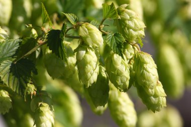 vahşi şerbetçiotu