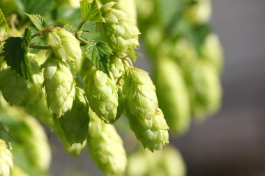 vahşi şerbetçiotu