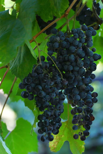 Rays of the sun and grapes — Stock Photo, Image