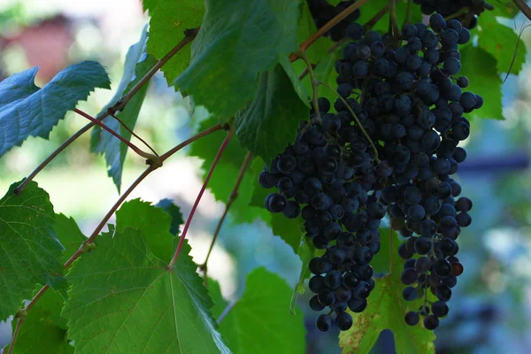 Raios do sol e uvas — Fotografia de Stock