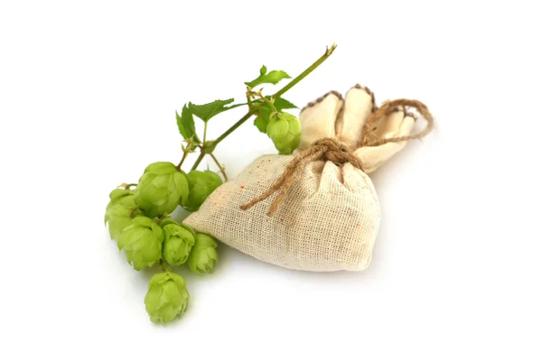 Hop plant — Stock Photo, Image