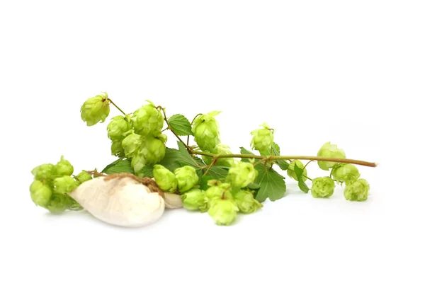 Hop plant — Stock Photo, Image