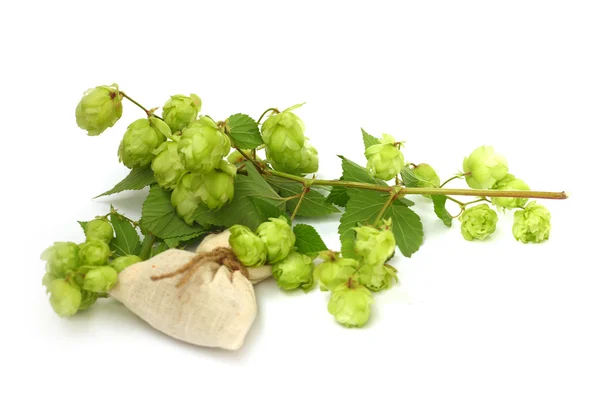 Hop plant — Stock Photo, Image