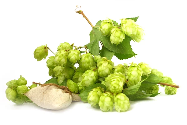 Hop plant — Stock Photo, Image