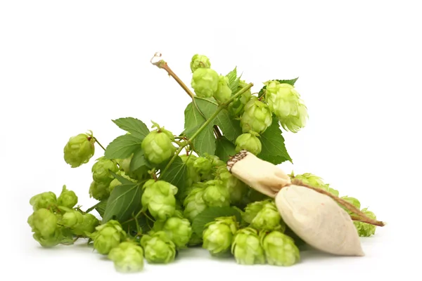 Wild hops — Stock Photo, Image