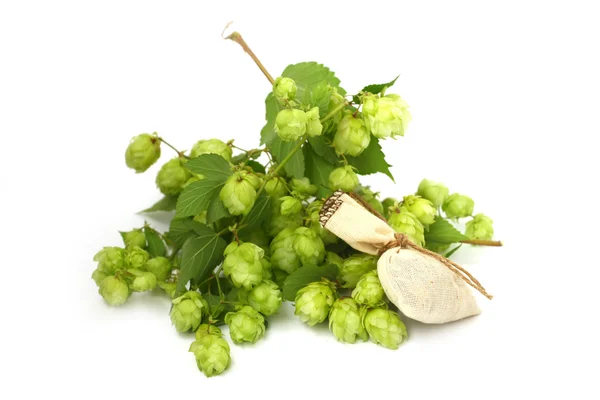 Wild hops — Stock Photo, Image