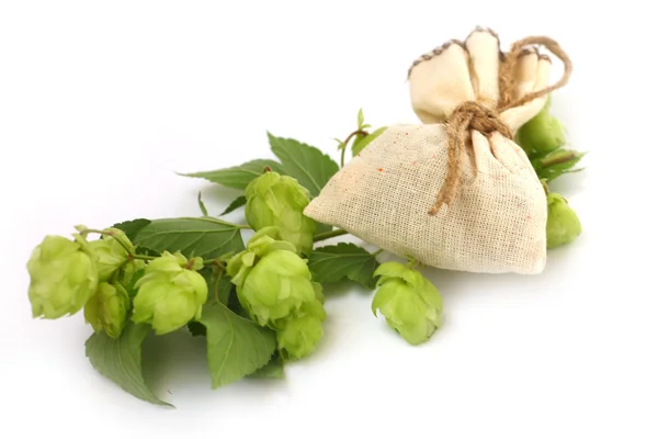 Wild hop — Stockfoto