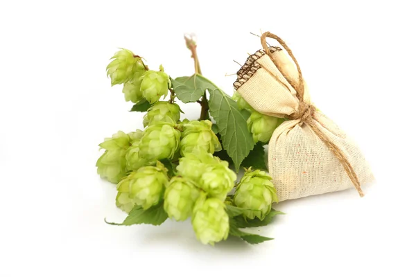 Wild hops — Stock Photo, Image