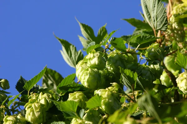 Wildhopfen — Stockfoto