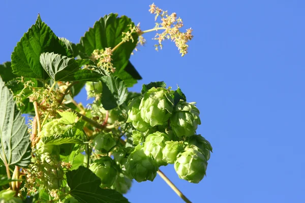 Wild hops — Stock Photo, Image