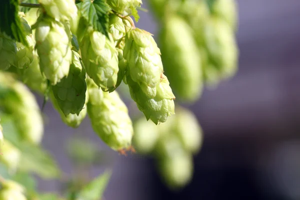 Wild hop — Stockfoto