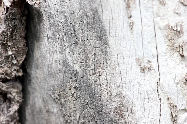 The texture of the bark — Stock Photo, Image