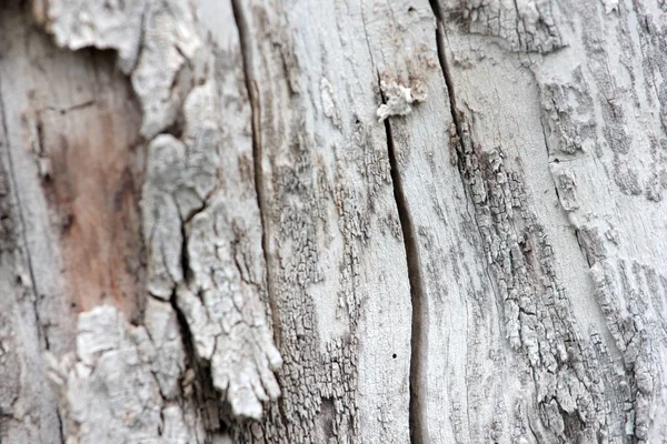 The texture of the bark — Stock Photo, Image