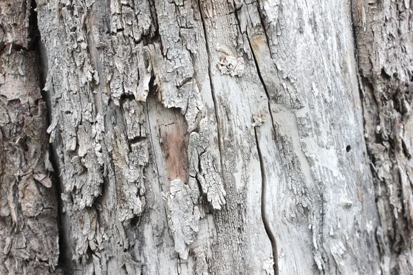 A textura da casca — Fotografia de Stock