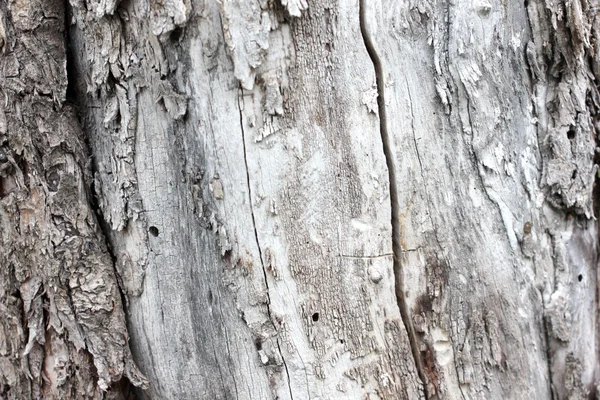 Textura kůra — Stock fotografie