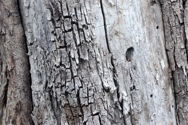 The texture of the bark — Stock Photo, Image