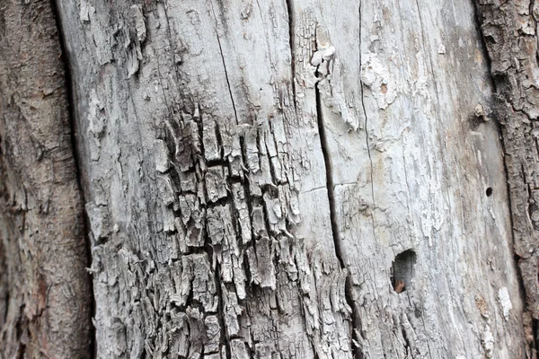 A textura da casca — Fotografia de Stock