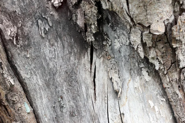 The texture of the bark — Stock Photo, Image