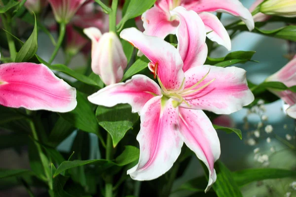 Lily flower — Stockfoto