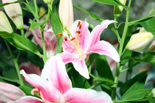 Flores de lirio —  Fotos de Stock