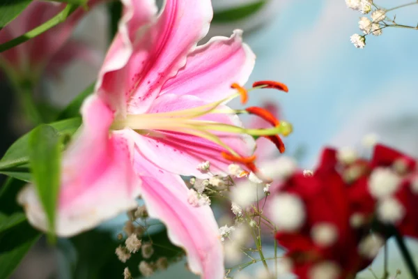 Flores de lirio —  Fotos de Stock