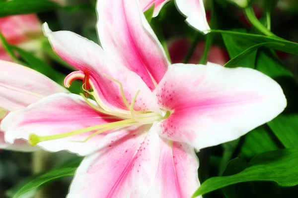 Lily flower — Stockfoto