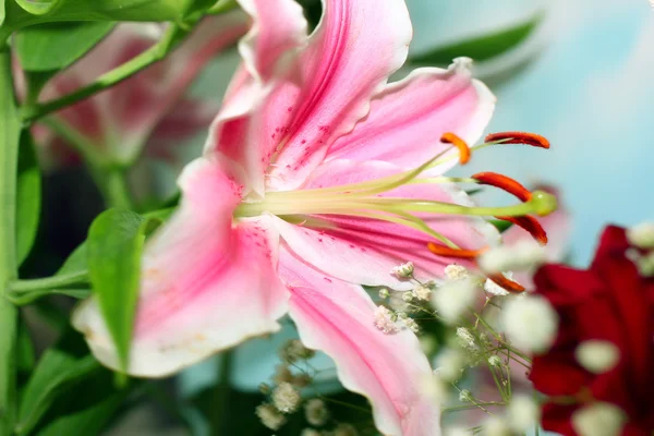 Lily flower — Stockfoto