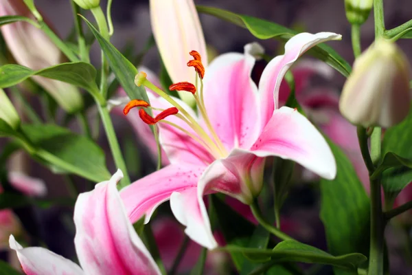 Lírio flor — Fotografia de Stock